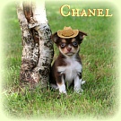 Chihuahua Welpen - Chanel