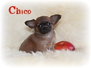 Chihuahua Welpen - Chico