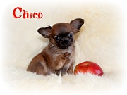 Chihuahua Welpen - Chico