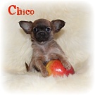 Chihuahua Welpen - Chico