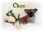 Chihuahua Welpen - Chico