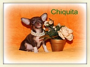 Chihuahua Welpen - Chiquita