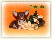 Chihuahua Welpen - Chiquita