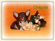 Chihuahua Welpen - Chiquita