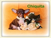 Chihuahua Welpen - Chiquita