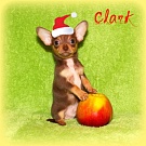 Chihuahua Welpen - Clark