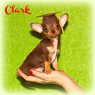 Chihuahua Welpen - Clark