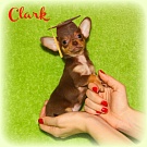 Chihuahua Welpen - Clark