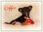 Chihuahua Welpen - Coffee