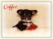 Chihuahua Welpen - Coffee