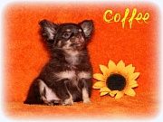 Chihuahua Welpen - Coffee