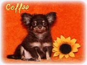 Chihuahua Welpen - Coffee