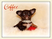 Chihuahua Welpen - Coffee