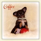 Chihuahua Welpen - Coffee