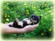 Chihuahua Welpen - Darling