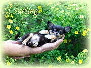 Chihuahua Welpen - Darling