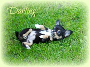 Chihuahua Welpen - Darling