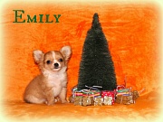 Chihuahua Welpen - Emily