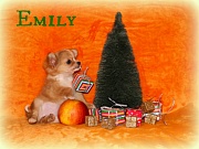 Chihuahua Welpen - Emily