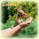 Chihuahua Welpen - Emma