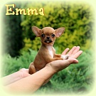 Chihuahua Welpen - Emma