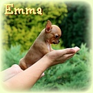 Chihuahua Welpen - Emma