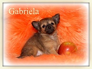 Chihuahua Welpen - Gabriela