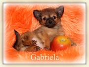 Chihuahua Welpen - Gabriela