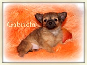 Chihuahua Welpen - Gabriela