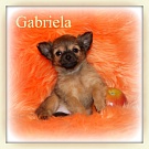 Chihuahua Welpen - Gabriela