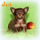 Chihuahua Welpen - Jack