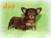 Chihuahua Welpen - Jack