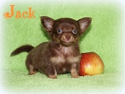 Chihuahua Welpen - Jack