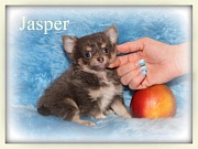 Chihuahua Welpen - Jasper