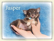 Chihuahua Welpen - Jasper