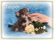 Chihuahua Welpen - Jasper