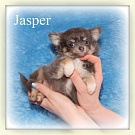 Chihuahua Welpen - Jasper