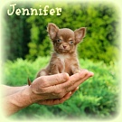 Chihuahua Welpen - Jennifer