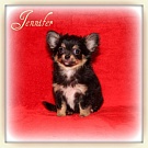 Chihuahua Welpen - Jennifer