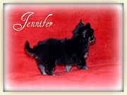 Chihuahua Welpen - Jennifer