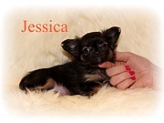 Chihuahua Welpen - Jessica