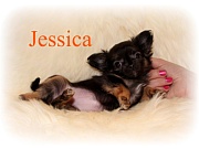 Chihuahua Welpen - Jessica