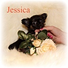 Chihuahua Welpen - Jessica