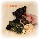 Chihuahua Welpen - Jessica
