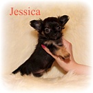 Chihuahua Welpen - Jessica