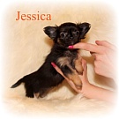 Chihuahua Welpen - Jessica