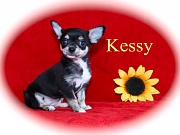 Chihuahua Welpen - Kessy