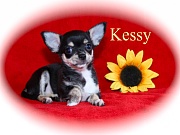 Chihuahua Welpen - Kessy