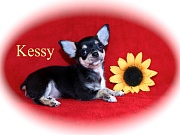 Chihuahua Welpen - Kessy