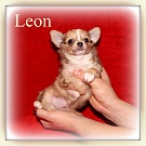 Chihuahua Welpen - Leon